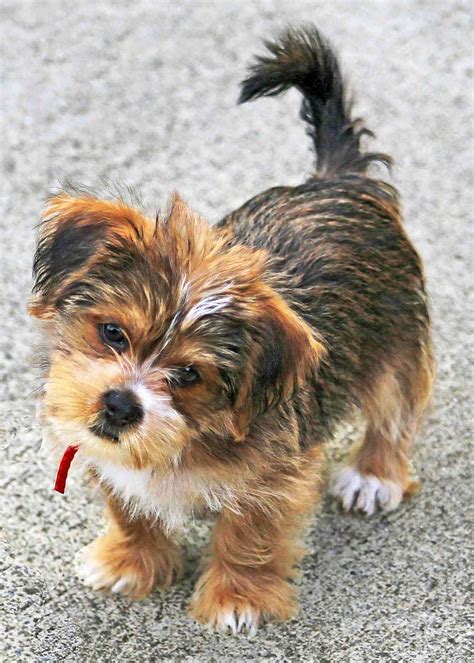 Shorkie Dog Breed Information And Characteristics Daily Paws
