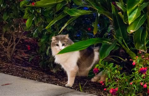 Cats Of Disney The Kingdoms Kitty Keepers Disney Tourist Blog