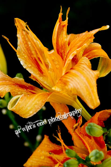 Orange Day Lily Day Lilies Lilies Of The Field Tiger Lily