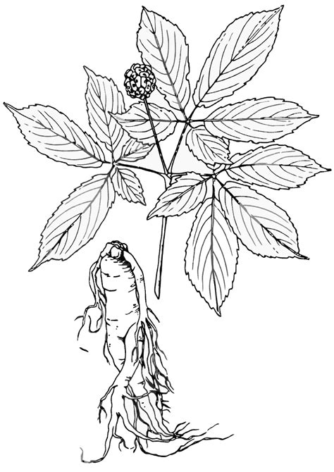 Just color (previously called coloring for kids) has over 1,500 free adult coloring pages you can print or download right now. Ginseng coloring pages | Coloring pages to download and print