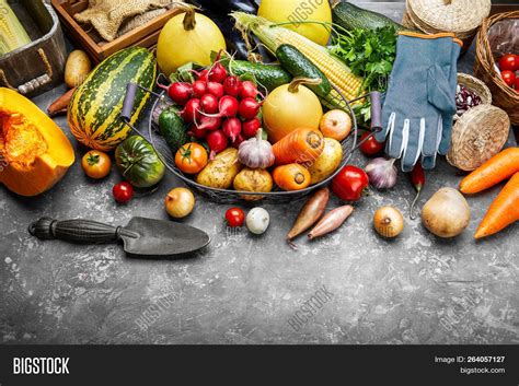 Harvest Vegetables Image And Photo Free Trial Bigstock