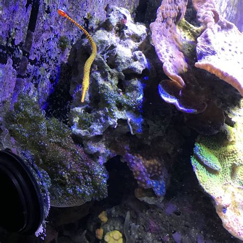 Pipefish Reef2reef Saltwater And Reef Aquarium Forum