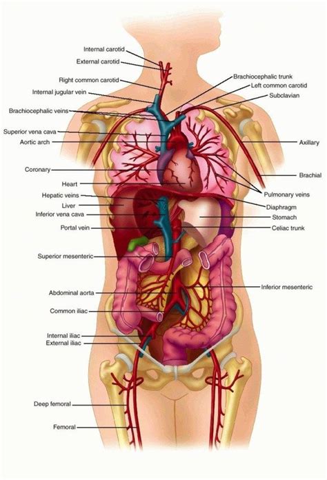 In biology, an organ (latin: Diagram Of Human Chest | Human body organs, Body anatomy ...