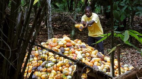 Ghana To Raise Cocoa Farmgate Prices By 52 Africanews