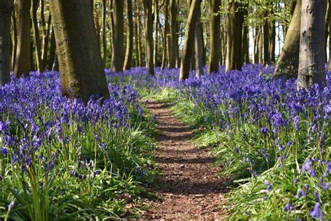 Bluebell Woods In Dorset Best Bluebell Walks In Dorset