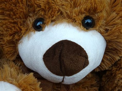 Teddy Bears Face Free Stock Photo Public Domain Pictures