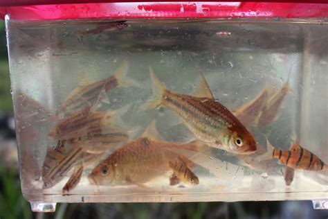 Biotopes Of Brunei Cyprinid Diversity In The Blackwaters Of The Lumut