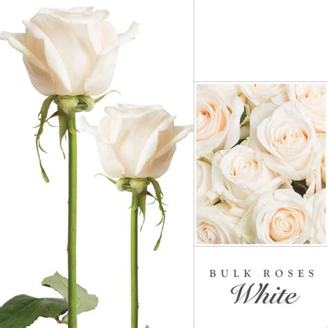 White Roses Wholesale Bulk Flowers Ebloomsdirect Eblooms Farm Direct