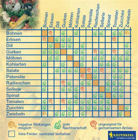 Welche pflanzen dabei besonders gut miteinander „können, zeigt oft die über jahrzehnte und jahrhunderte gewachsene erfahrung. Gute Nachbarn Schlechte Nachbarn Im Garten Tabelle ...