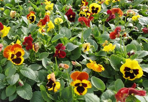 Pansy Delta Fire Seeds Greenmylife Anyone Can Garden