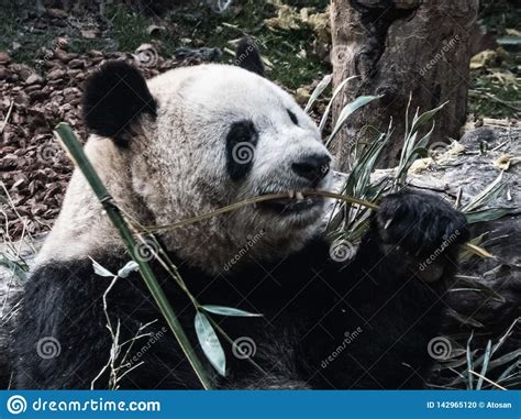 Giant Panda Bear Eating Bamboo Stock Photo Image Of Forest Eating
