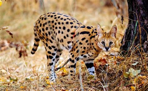 Características Del Gato Serval Del Norte De África