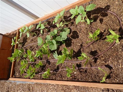The Gardeners Spot Drip Irrigation System For Vegetable