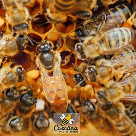 Honey Bee Swarming Mysteries Revealed Carolina Honeybees Unique Bee