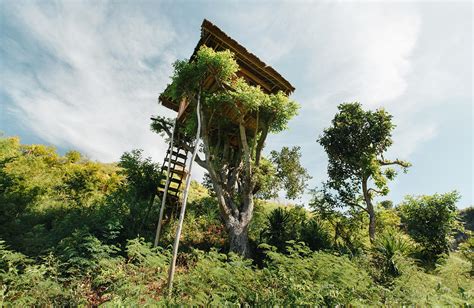 10 Tree House Hotels In The Us