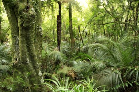 Tropical Forest Stock Image Image Of Humid Fauna Jungles 2751527
