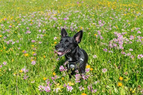 Small Black Dog Sit In Grass And Look Closeup Happy Enjoy Life Flowers