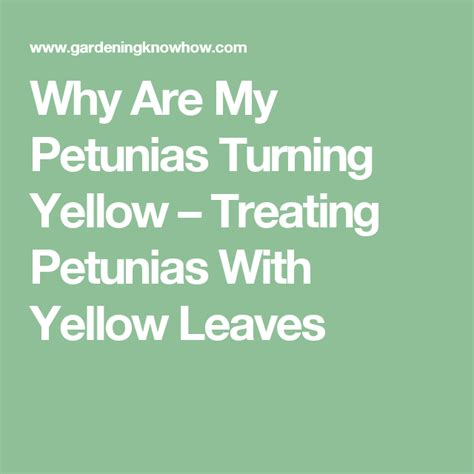 If you want your flower bed to burst with color, it is the perfect flower to include. Yellow Leaves On Petunia Plants: Why A Petunia Has Yellow ...