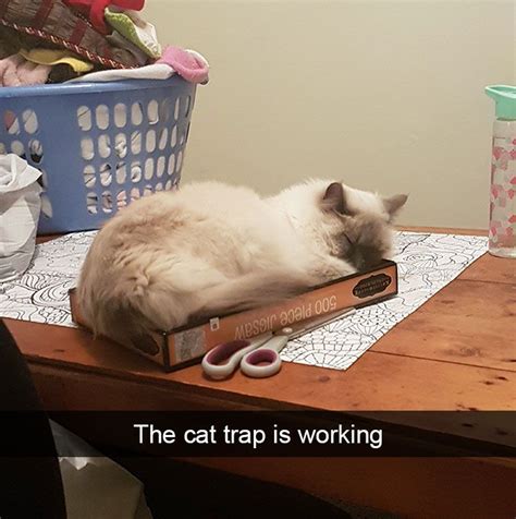 128 Hilarious Cat Snapchats That Are Im Paw Sible Not To