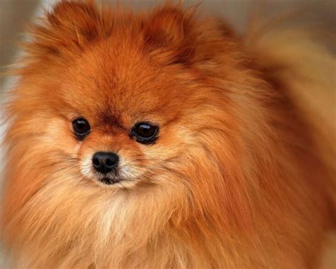 Pomeranian European Spitz Dog Breeds From Germany