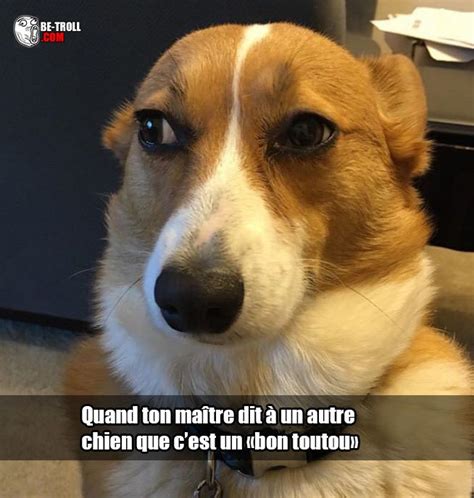 Quand Ton Maître Dit à Un Autre Chien Photo Drole Animaux Animaux