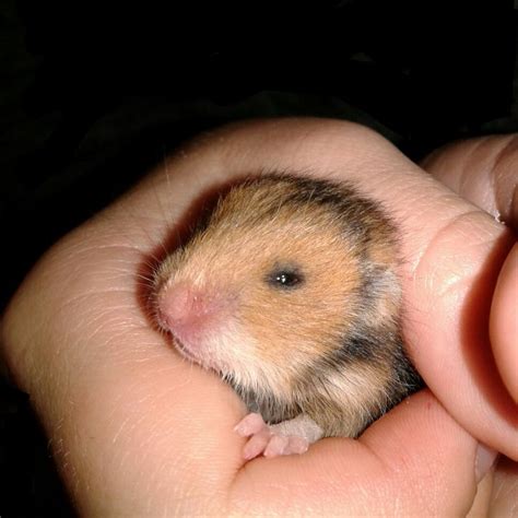 One Week Old Cute Cuddly Baby Hamster Hamster Baby Hamster Cute