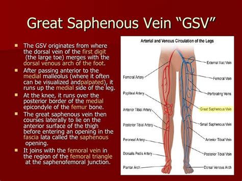 Vein of lower limb