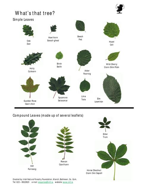 Tree Identification Guide Trees Beech