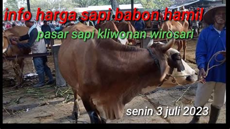 Info Harga Sapi Babon Hamil Meteng An Pasar Sapi Kliwonan Wirosari