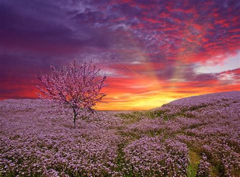 Pink Clouds Sunset Sunset Tree Awesome Pink Clouds Birds Wallpaper