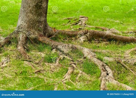Tree Roots Royalty Free Stock Photo Image 20579455