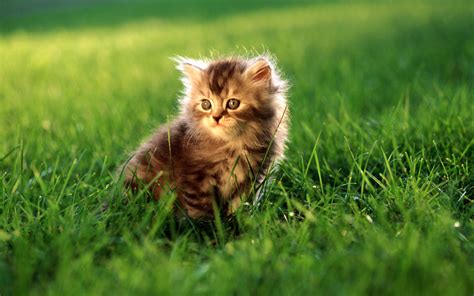 Hd Widescreen Cat Wallpaper Wallpapersafari