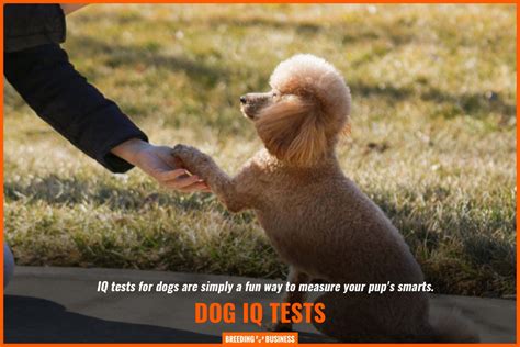 Iq Tests For Dogs Best Methods Smartest Breeds And Faq