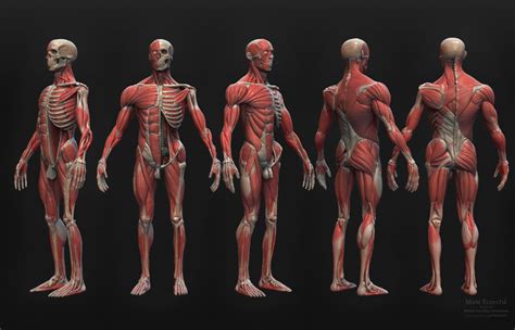 Artstation 3d Male Ecorche Reference Model Seperated And Named