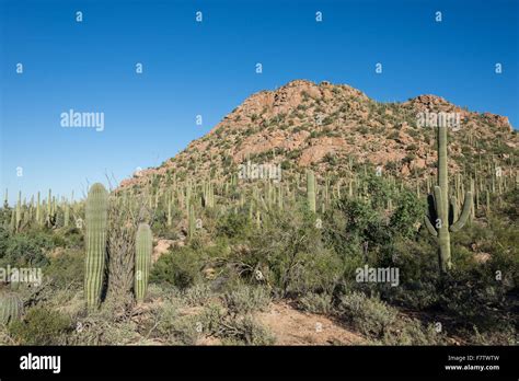 Giant Saguaro Cactus Forest Covers Granite Hills Saguaro National Park