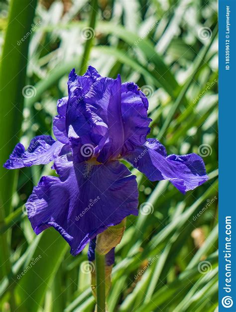 Dark Blue Iris Dutch Hybrid Stock Photo Image Of Flower Blue 185359612