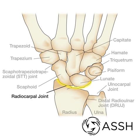 The backbone is made of 33bones. 29 best Hand, Wrist and Finger Topics and Conditions ...