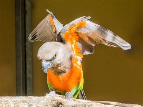 Red Bellied Parrot Care Food And Profile Vivo Pets