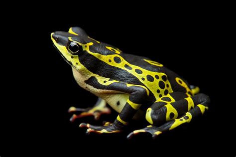 12 Bizarre Frogs For World Frog Day