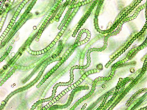 Cyanobacteria Classification Characteristics And Cyanobacterial Bloom