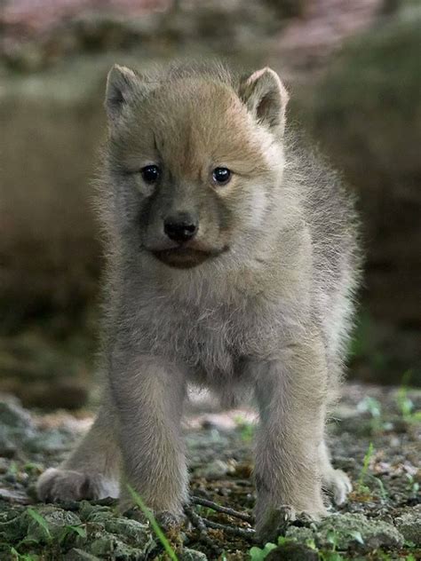 100 Cute Baby Animals Baby Wolves Cute Baby Animals