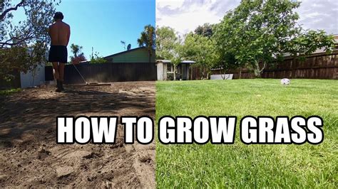 How To Grow Grass Youtube