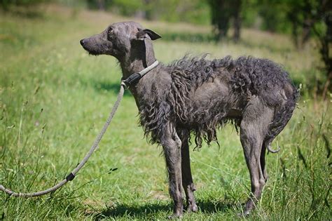 The Rarest Hungarian Dog Breed You Never Heard Of Is Almost Extinct