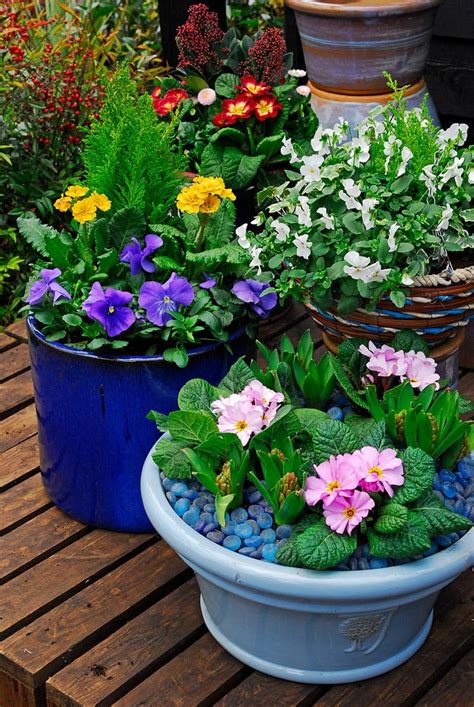 What Bedding Plants Are Best For Containers Richard Jackson Garden