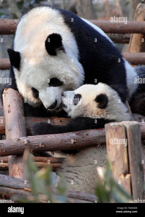 Panda Mother And Cub At Chengdu Panda Reserve Chengdu Research Base Of