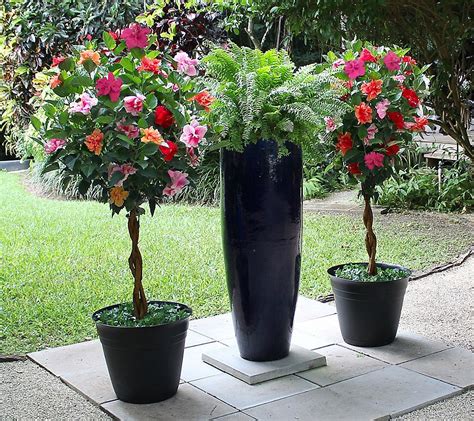 Braided Hibiscus Tree Care And Growing Guide