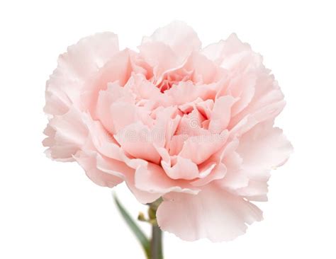 Gentle Pink Carnation Flower Stock Photo Image Of Beautiful Pastel