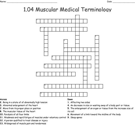 104 Muscular Medical Terminology Crossword Wordmint