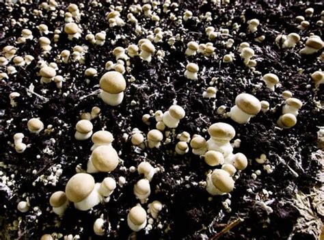 Mushroom Casing Soil Lets Grow Mushroom Pointer Verse