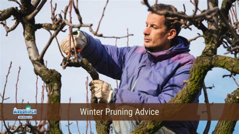 5 Reasons Why Winter Pruning Is Important Arbortech Tree Services